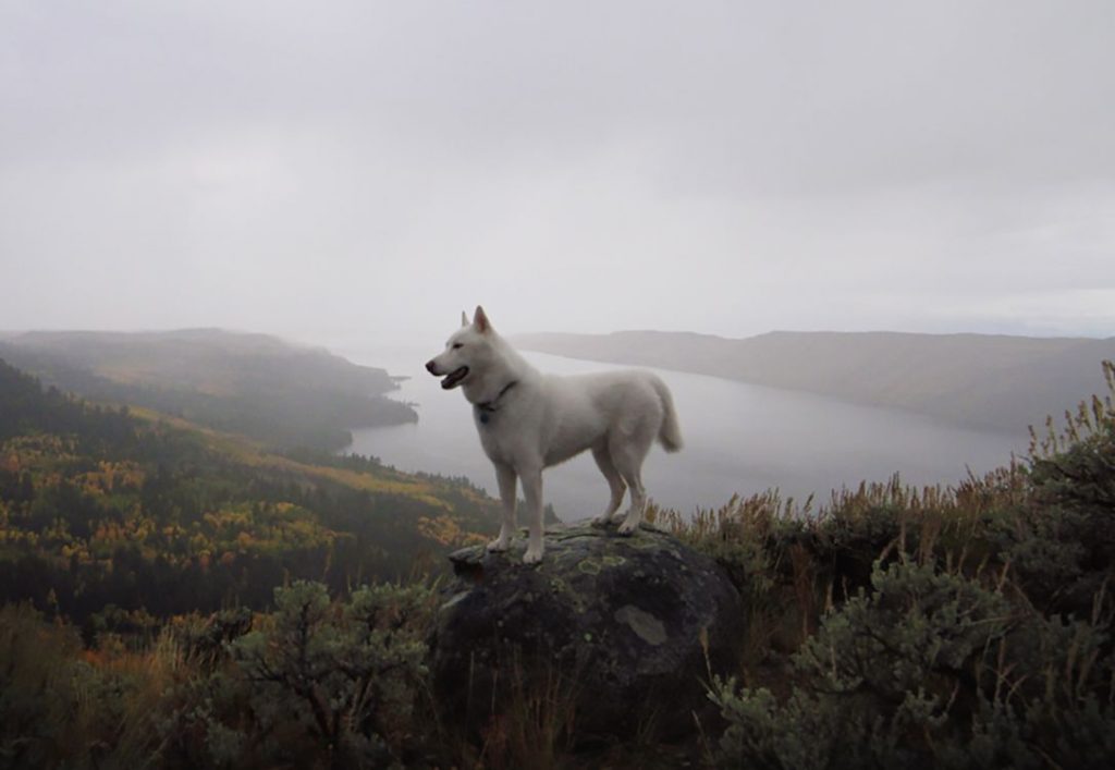 Alone With 53 Thousand Followers: Incredible Adventures Of John Stortz And His Dog