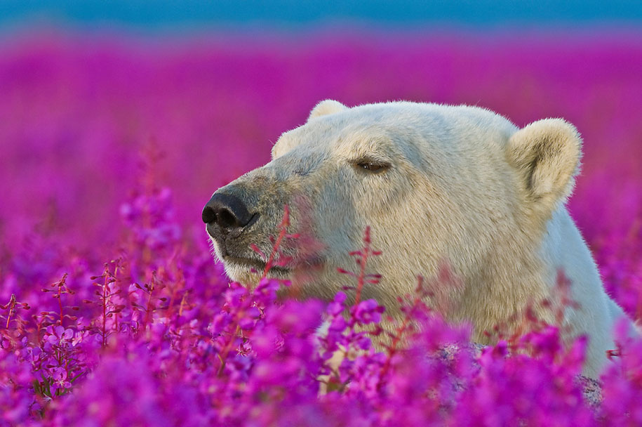 The Cutest Polar Bear You’ve Ever Seen! Boom!