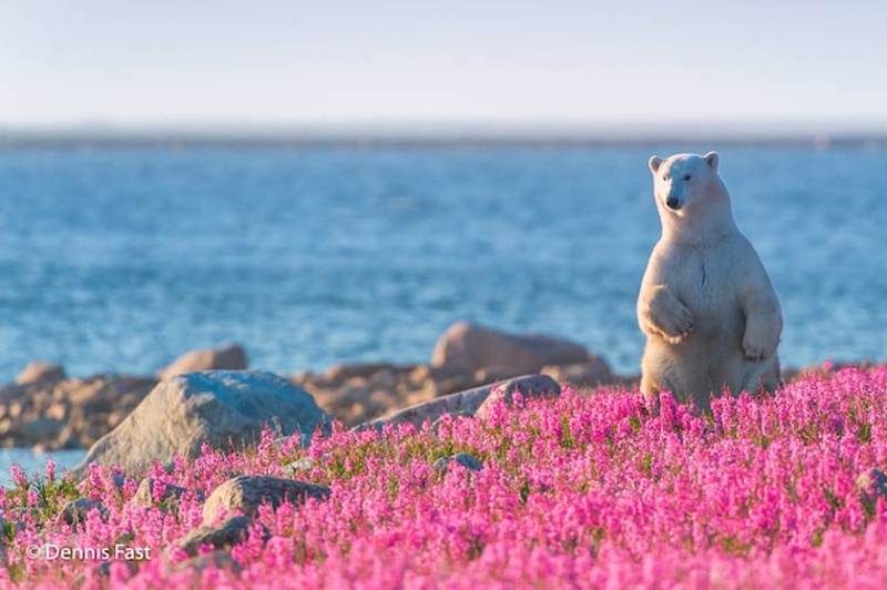 The Cutest Polar Bear You’ve Ever Seen! Boom!