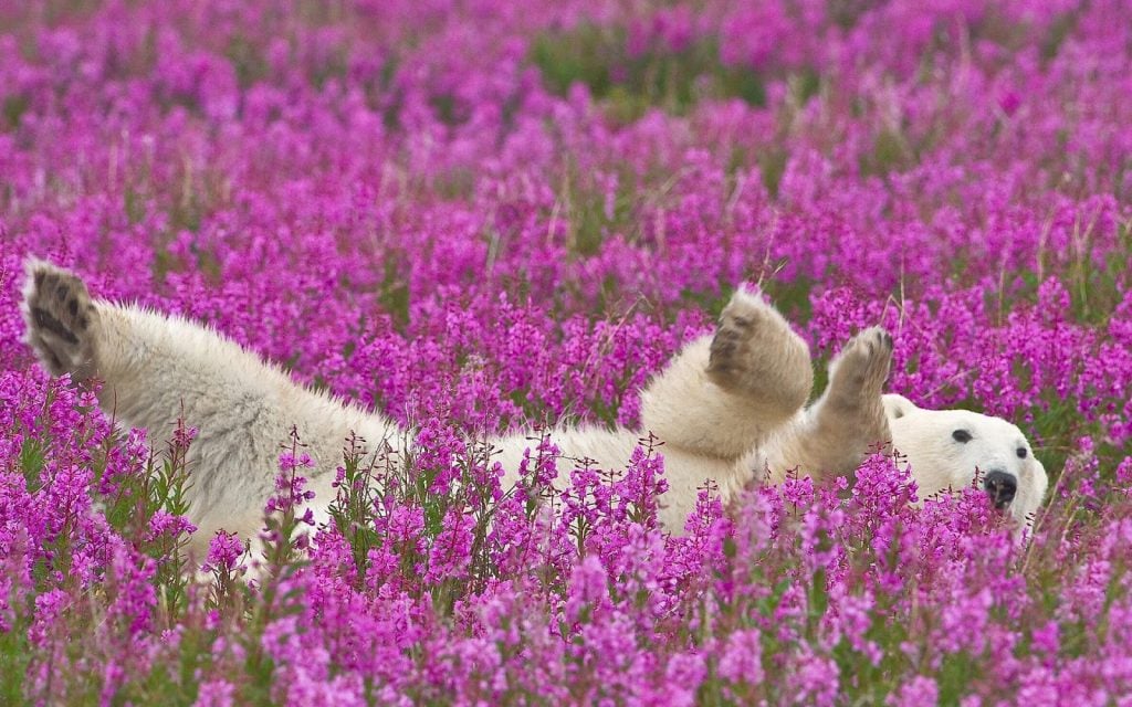 The Cutest Polar Bear You’ve Ever Seen! Boom!