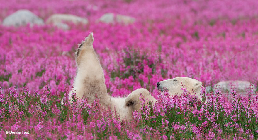 The Cutest Polar Bear You’ve Ever Seen! Boom!