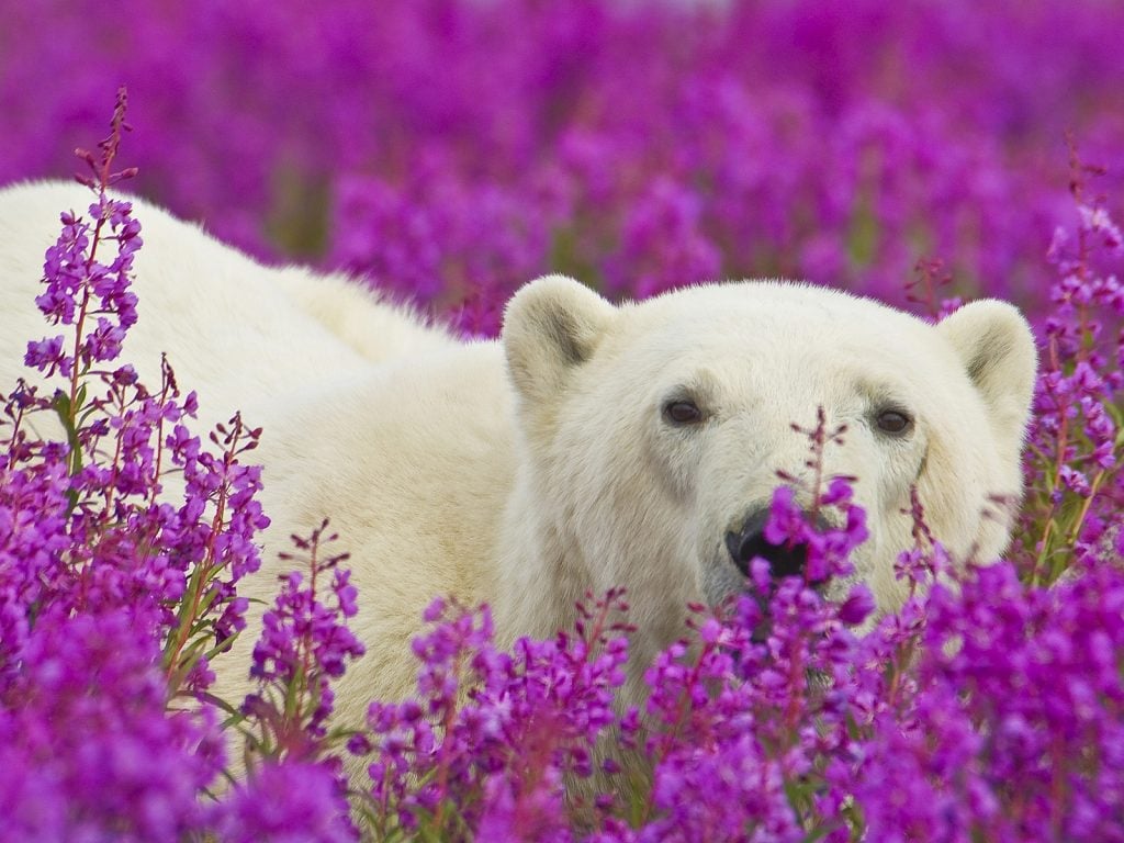 The Cutest Polar Bear You’ve Ever Seen! Boom!