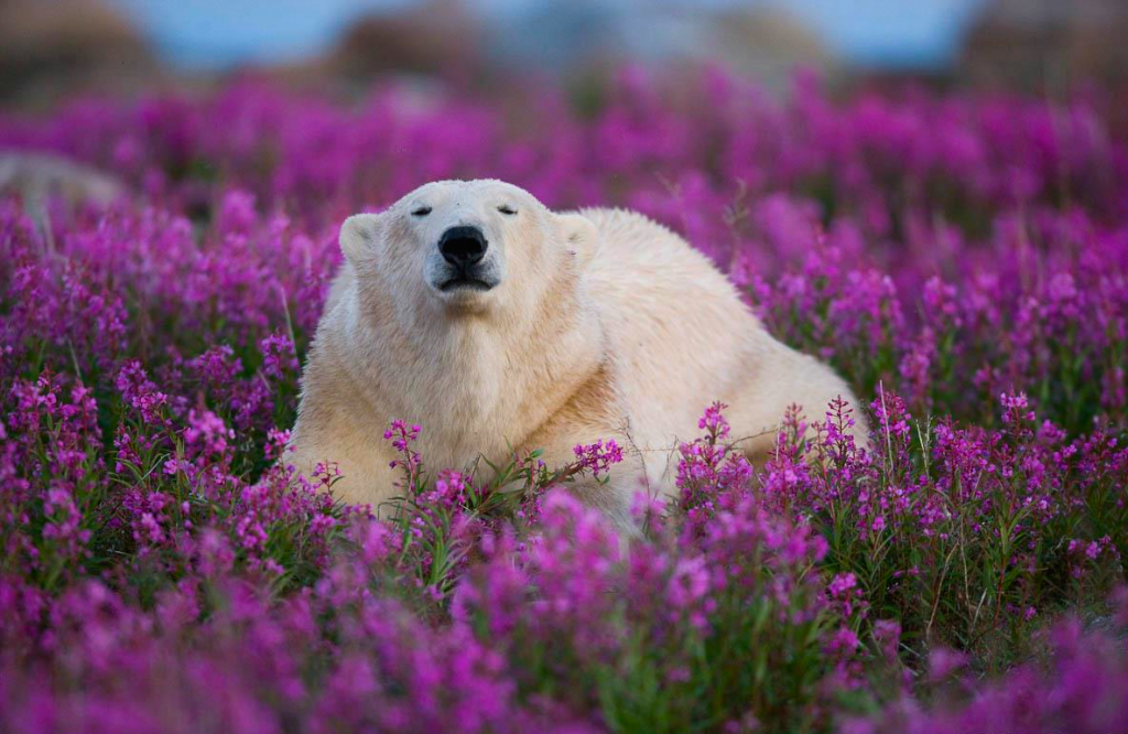 The Cutest Polar Bear You’ve Ever Seen! Boom!