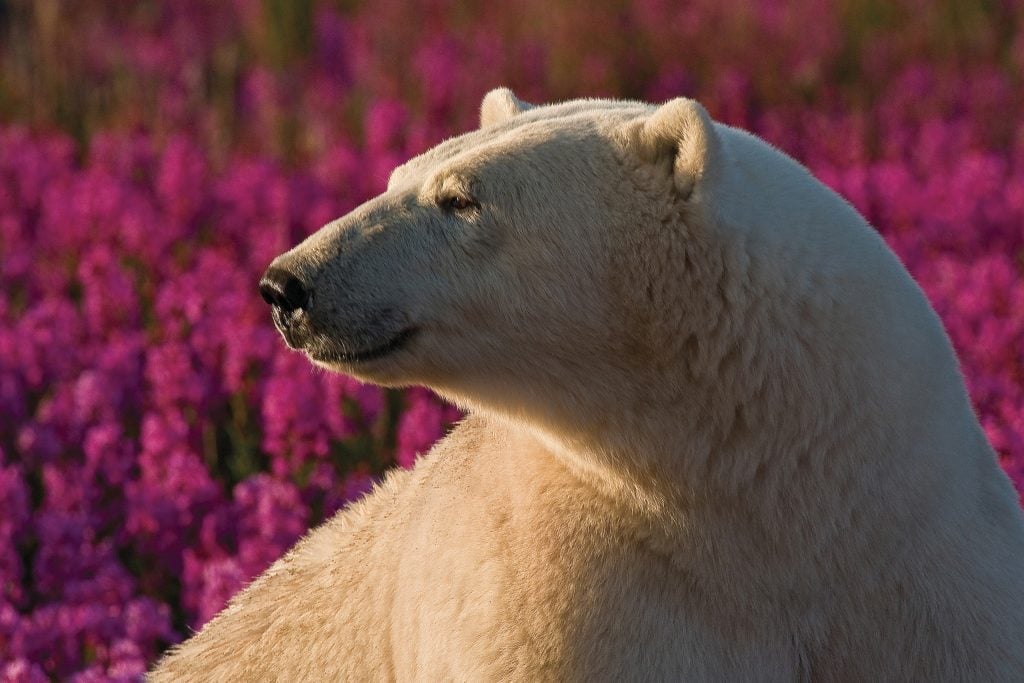The Cutest Polar Bear You’ve Ever Seen! Boom!