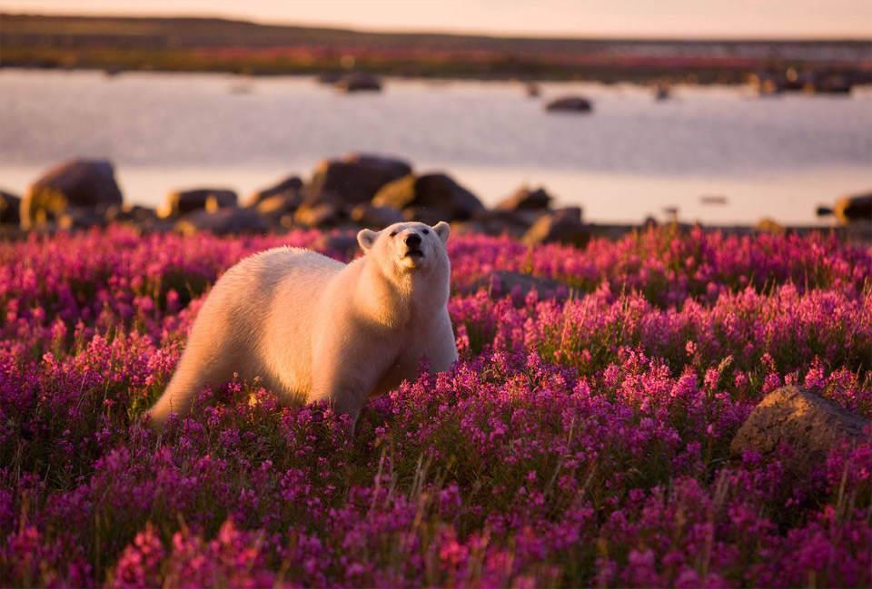 The Cutest Polar Bear You’ve Ever Seen! Boom!