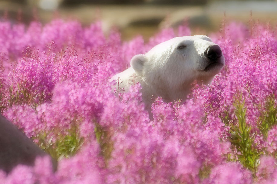 The Cutest Polar Bear You’ve Ever Seen! Boom!