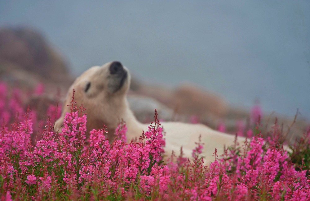 The Cutest Polar Bear You’ve Ever Seen! Boom!
