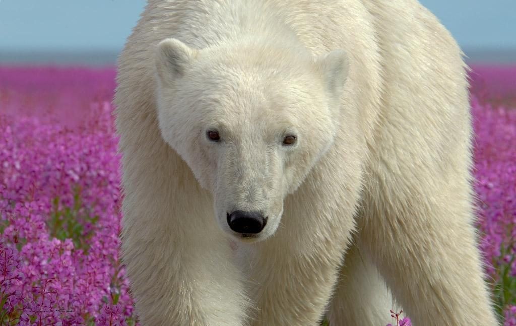 The Cutest Polar Bear You’ve Ever Seen! Boom!