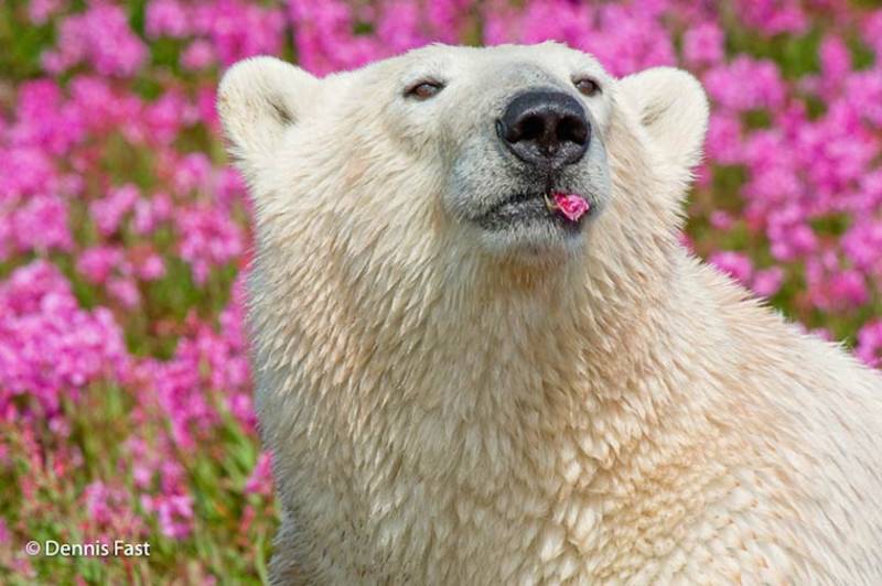 The Cutest Polar Bear You’ve Ever Seen! Boom!