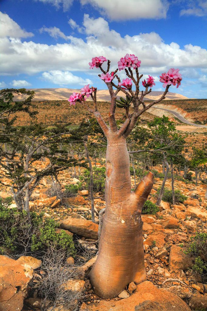 14 Mind-Blowing Examples of Alien & Beautiful Nature