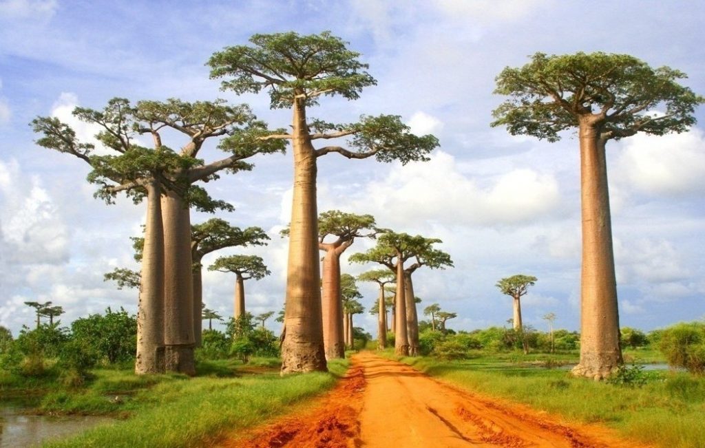 14 Mind-Blowing Examples of Alien & Beautiful Nature