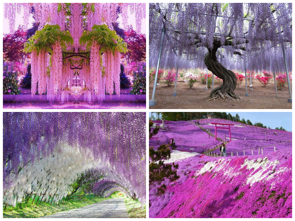 14 Mind-Blowing Examples of Alien & Beautiful Nature 31