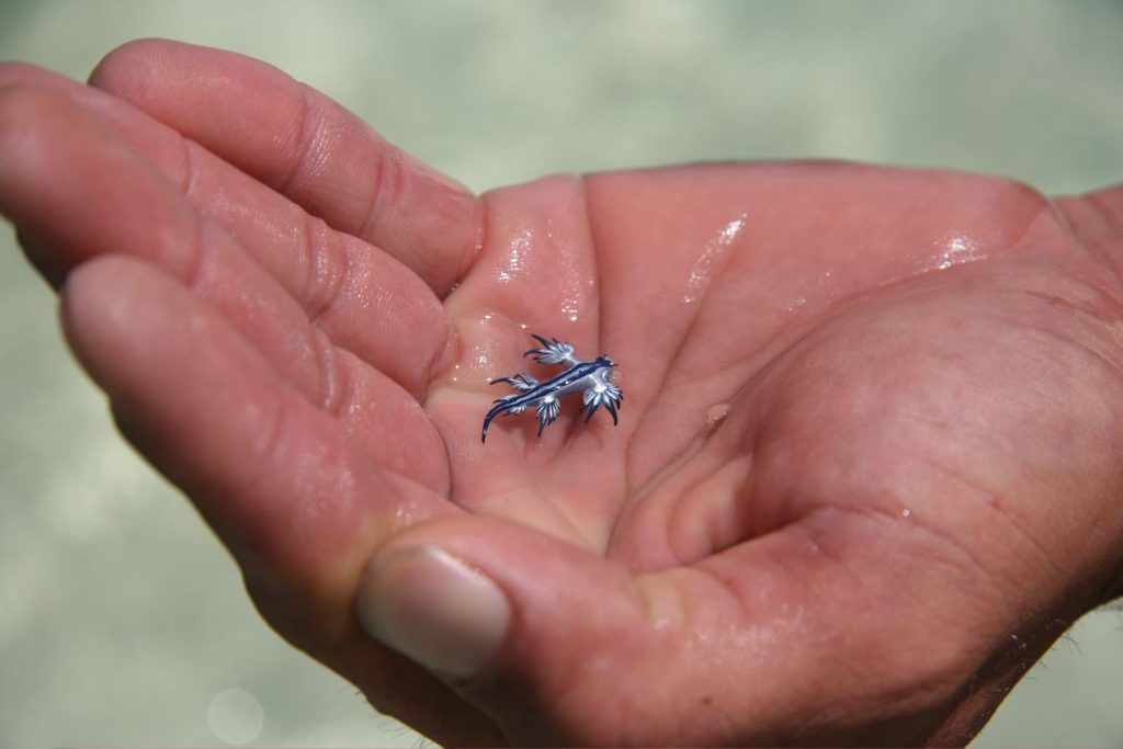 3 Outlandish Ocean Creatures That Will Blow Your Mind