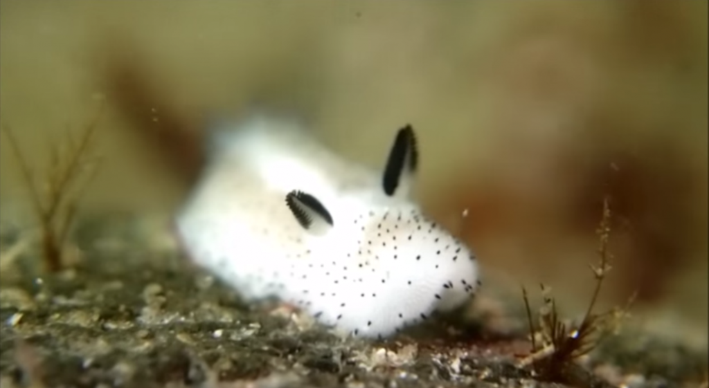 3 Outlandish Ocean Creatures That Will Blow Your Mind