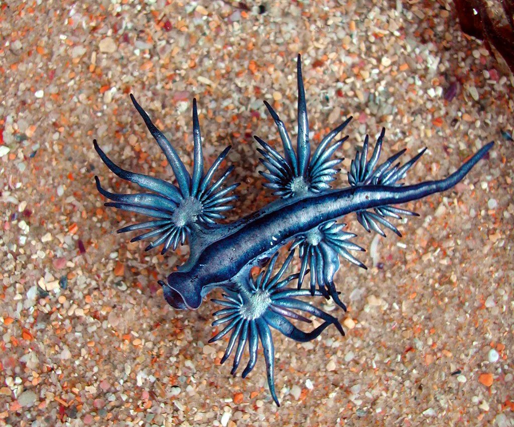 3 Outlandish Ocean Creatures That Will Blow Your Mind