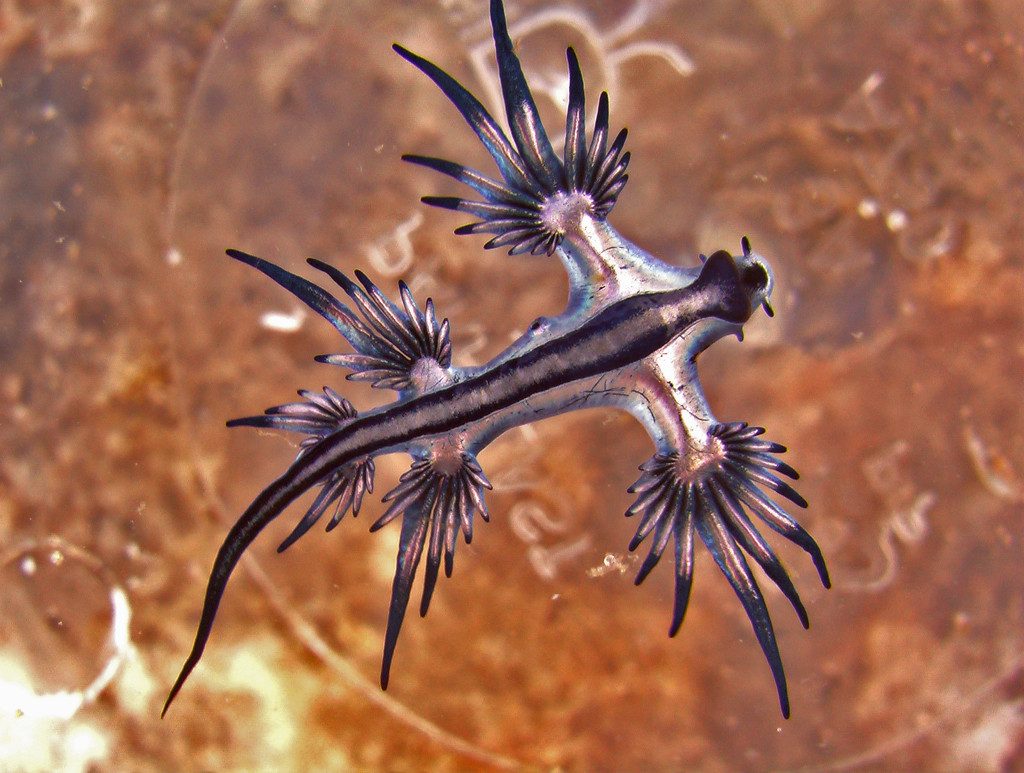 3 Outlandish Ocean Creatures That Will Blow Your Mind