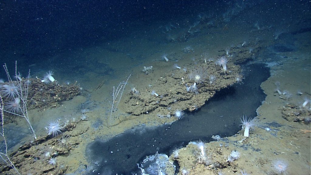 9 Bizarre Underwater Discoveries