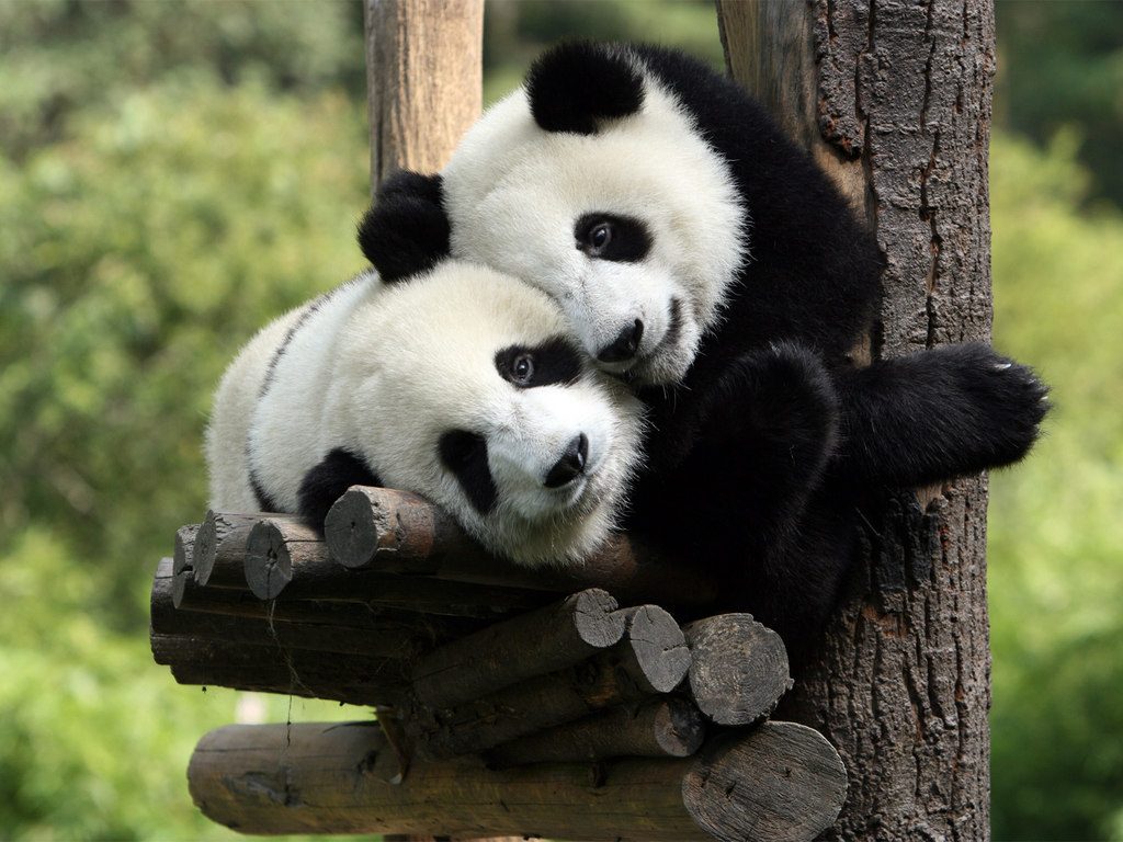 10 Awesome Live Streaming Webcams From Around The World!