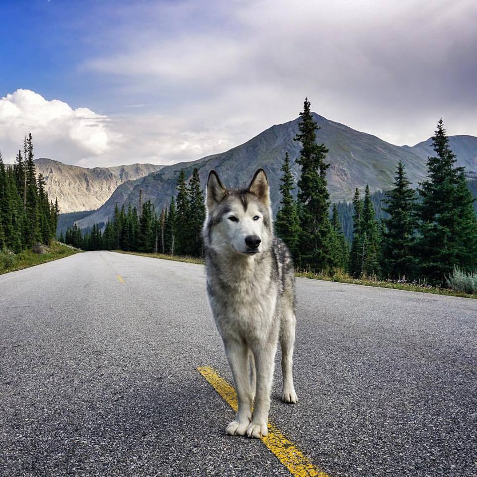 Loki the Wolfdog 6