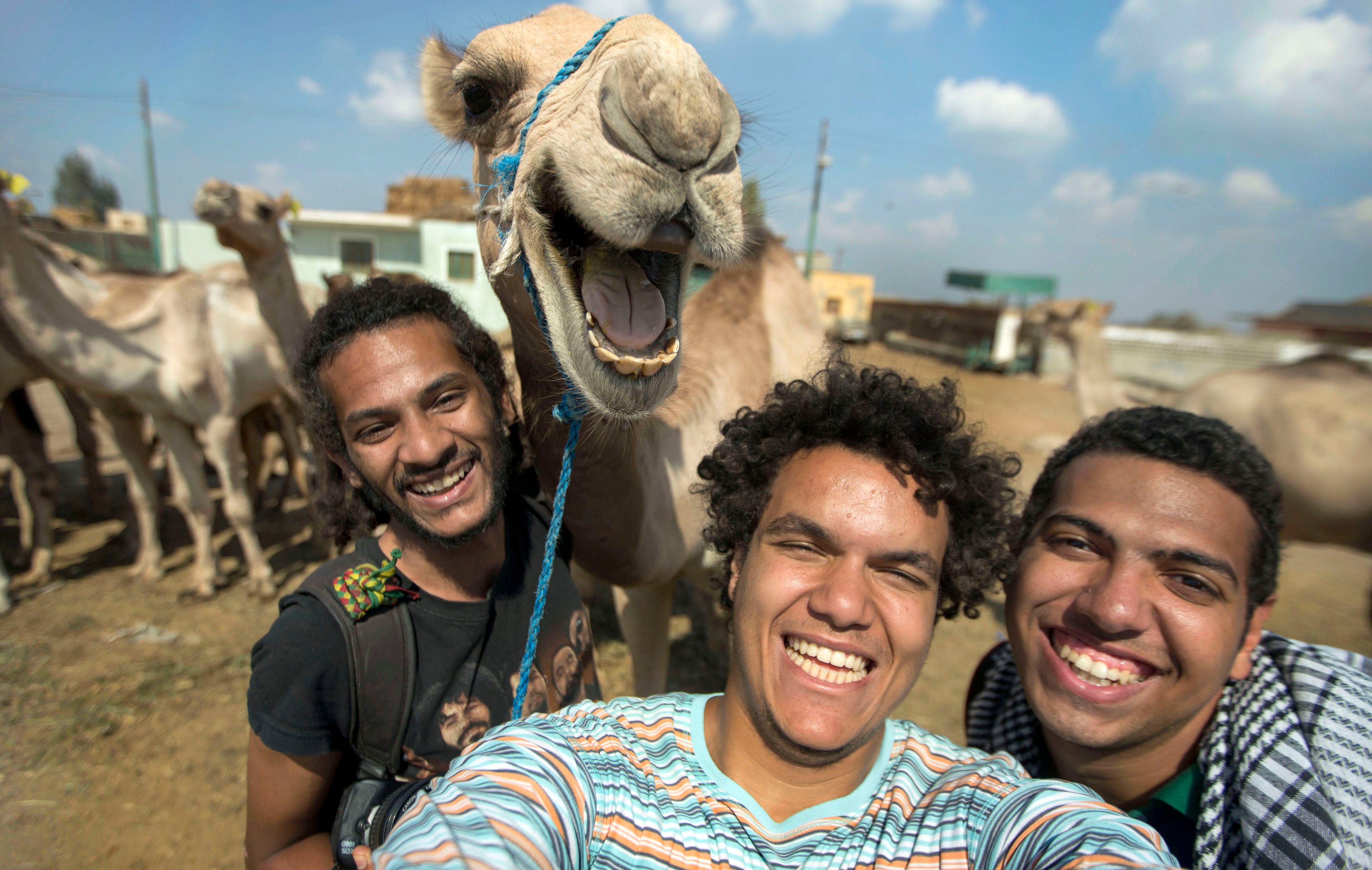 PIC FROM HOSSAM ANTIKKA/ CATERS NEWS - (PICTURED: L to R Maissra Sallah, Hossam Antikka and Karim Abdelaziz) - This camel clearly didnt get the hump about having its picture taken after posing for a selfie.Pictured joining in with the group photo, the hilarious photo shows the delighted desert dweller smiling happily for the camera. Captured by friends Hossam Antikka, 20, Karem Abdelaziz, 22, and Misara Salah, 24, the group spent around half an hour feeding the camel before deciding to take a snap of their new found friend. SEE CATERS COPY