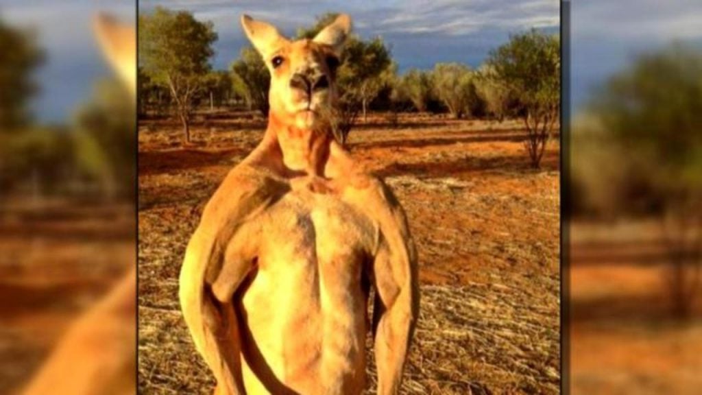 These Amazing Animals Look So Much Like Humans!