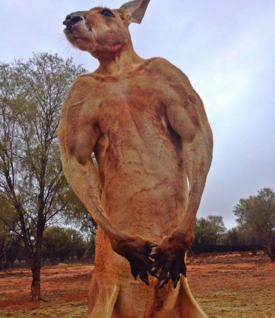 These Amazing Animals Look So Much Like Humans!