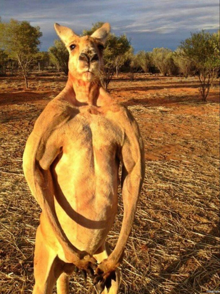 These Amazing Animals Look So Much Like Humans!