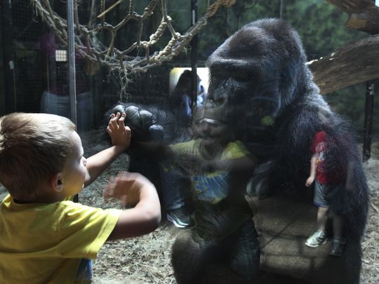 These Amazing Animals Look So Much Like Humans 4