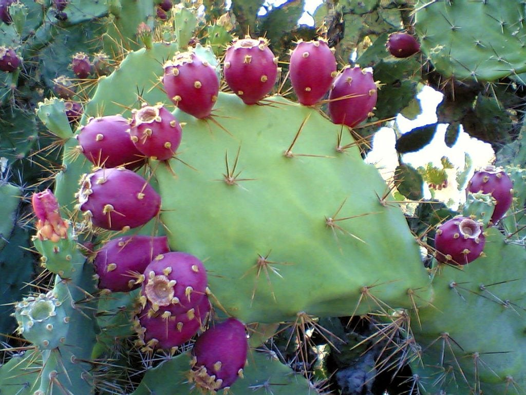 10 Weirdest Delicious-Looking Fruits