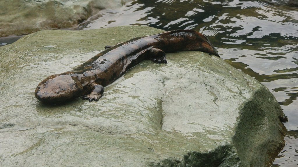 15 of The Most Terrifying Animals You Never Knew About