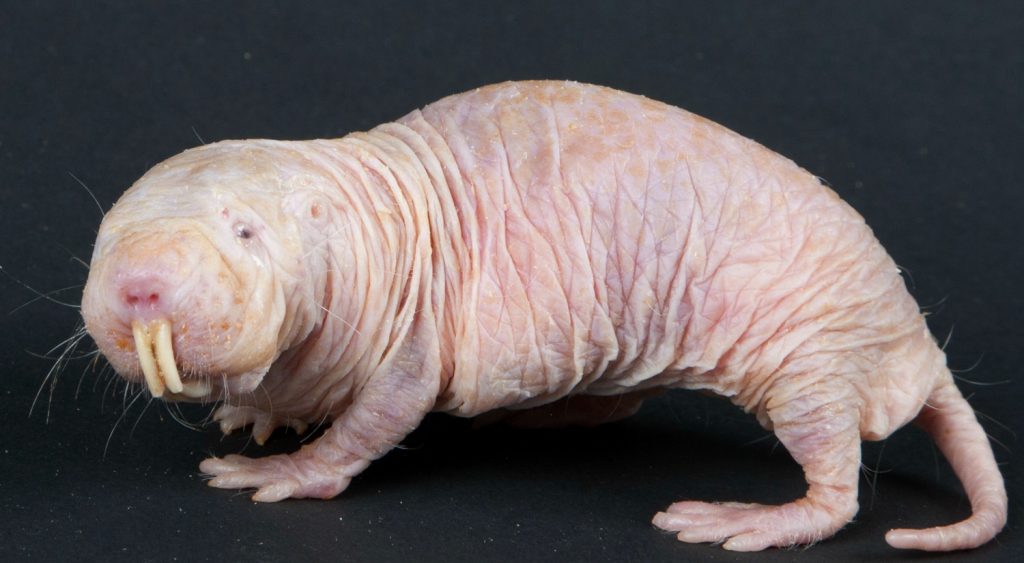 15 of The Most Terrifying Animals You Never Knew About