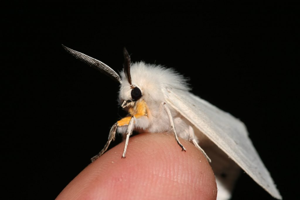15 of The Most Terrifying Animals You Never Knew About