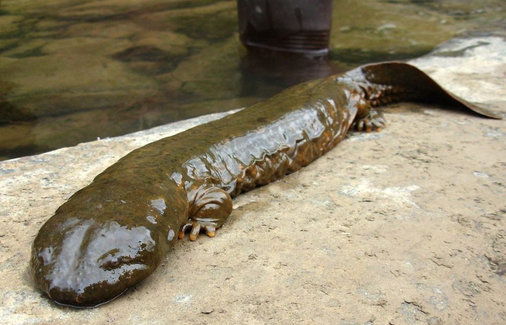 15 of The Most Terrifying Animals You Never Knew About