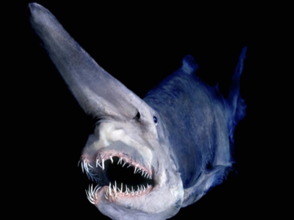 15 of The Most Terrifying Animals You Never Knew About