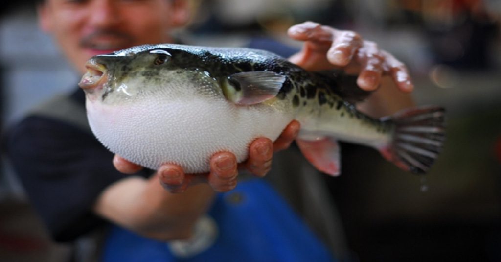 15 of The Most Terrifying Animals You Never Knew About