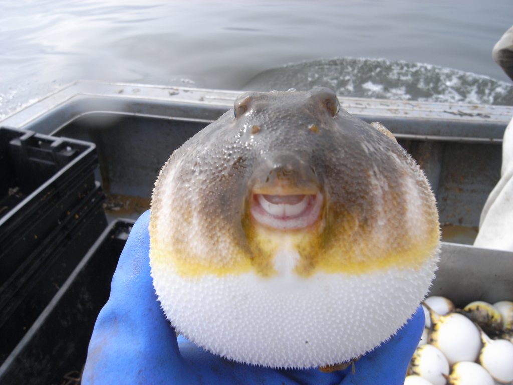 15 of The Most Terrifying Animals You Never Knew About