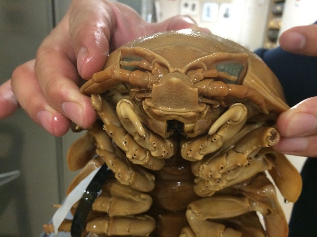 15 of The Most Terrifying Animals You Never Knew About