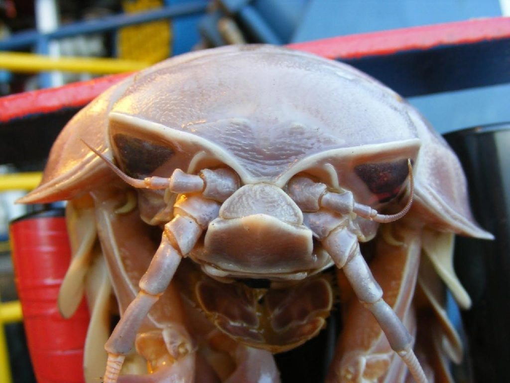 15 of The Most Terrifying Animals You Never Knew About