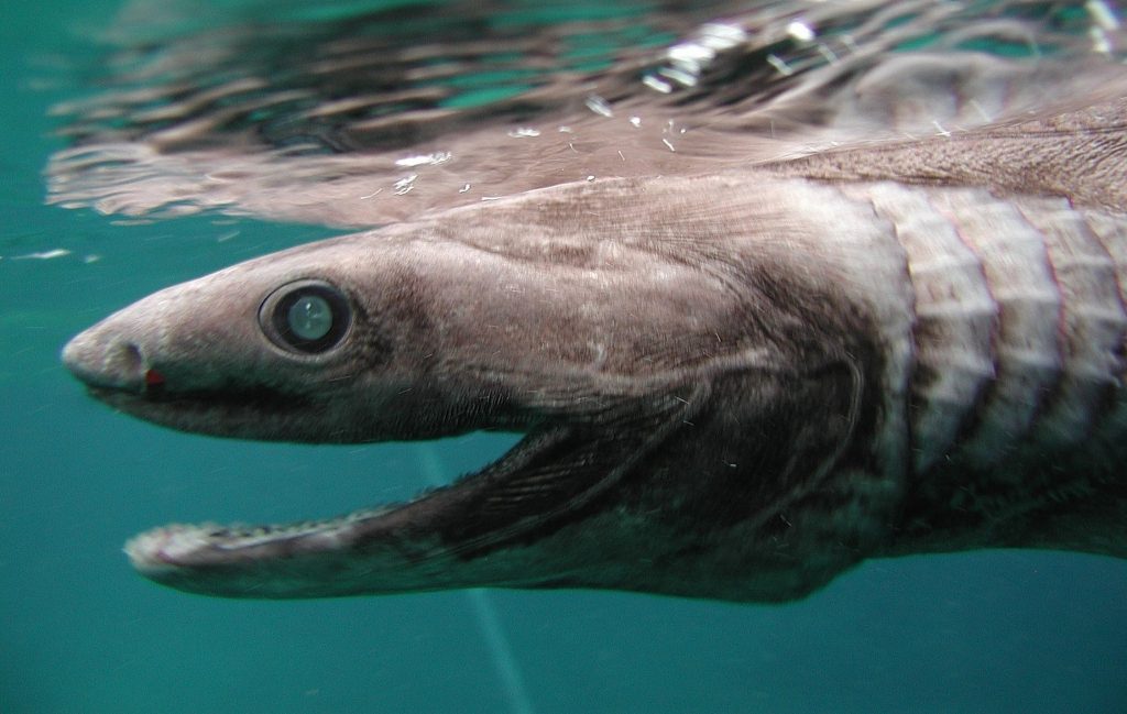 15 of The Most Terrifying Animals You Never Knew About