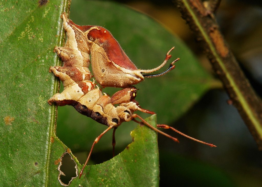 15 of The Most Terrifying Animals You Never Knew About