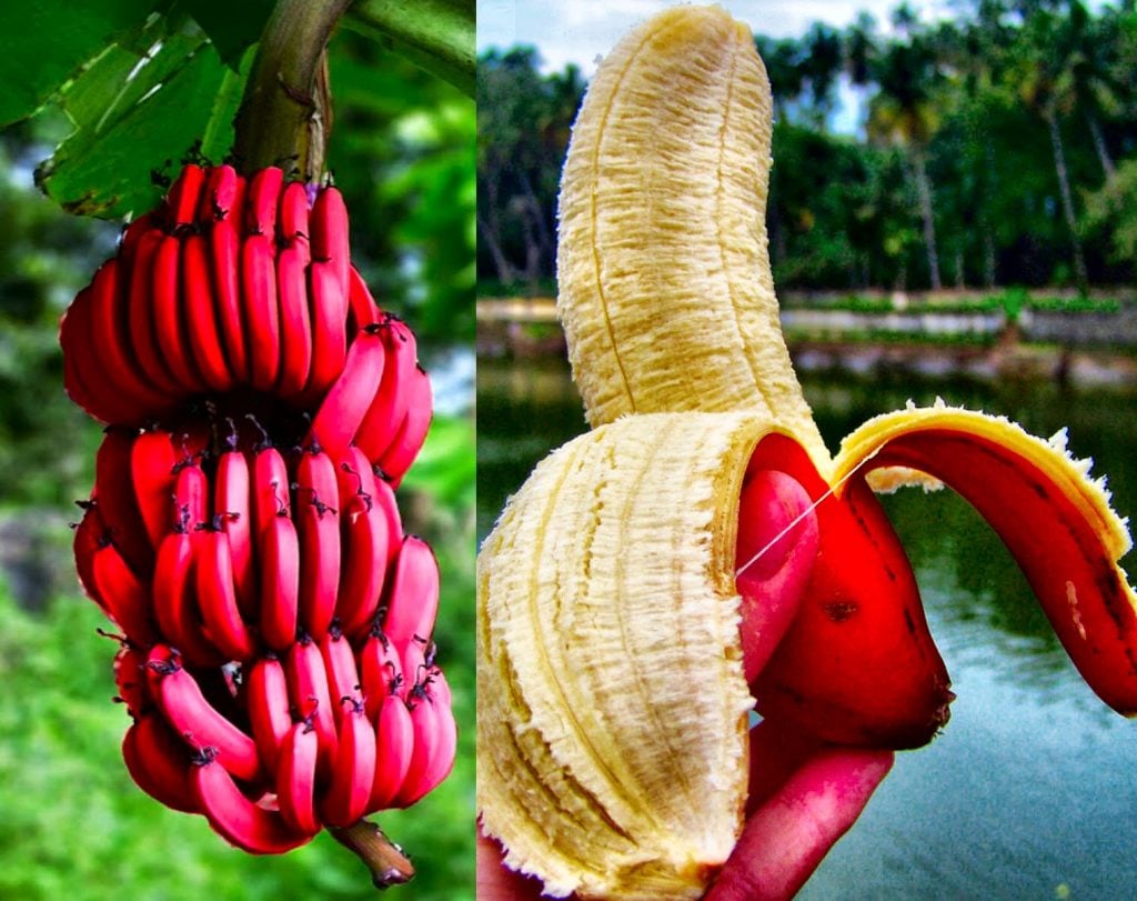 10 Weirdest Delicious-Looking Fruits