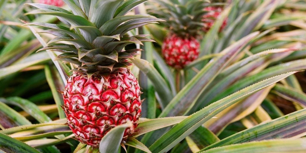 10 Weirdest Delicious-Looking Fruits