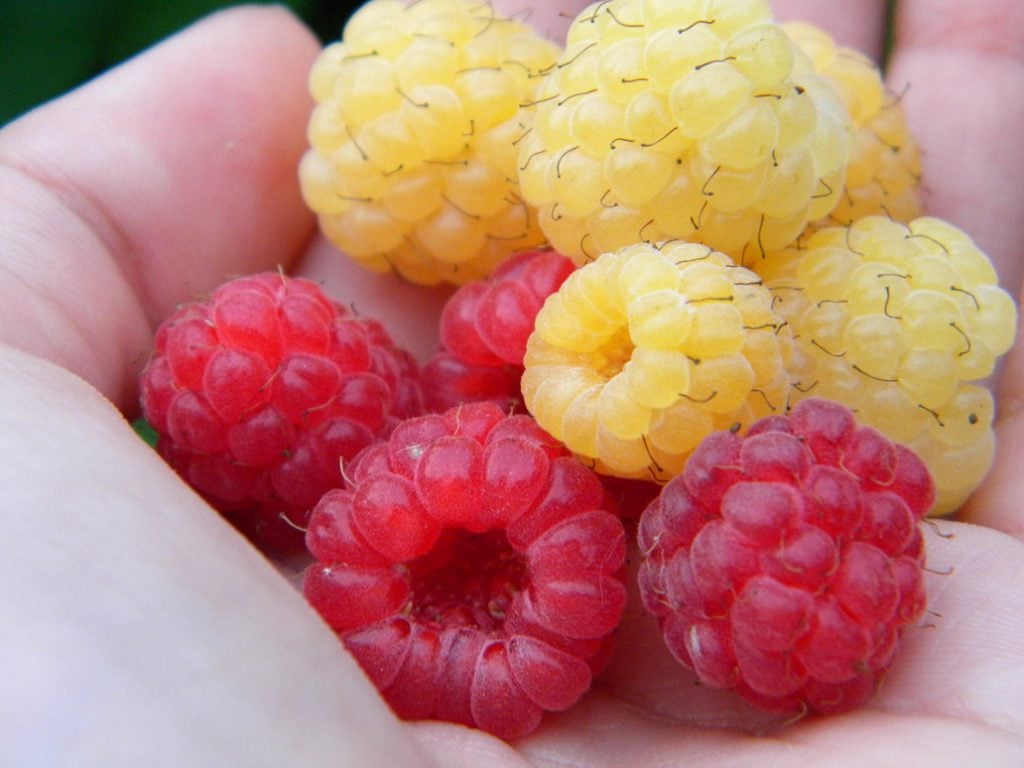 10 Weirdest Delicious-Looking Fruits