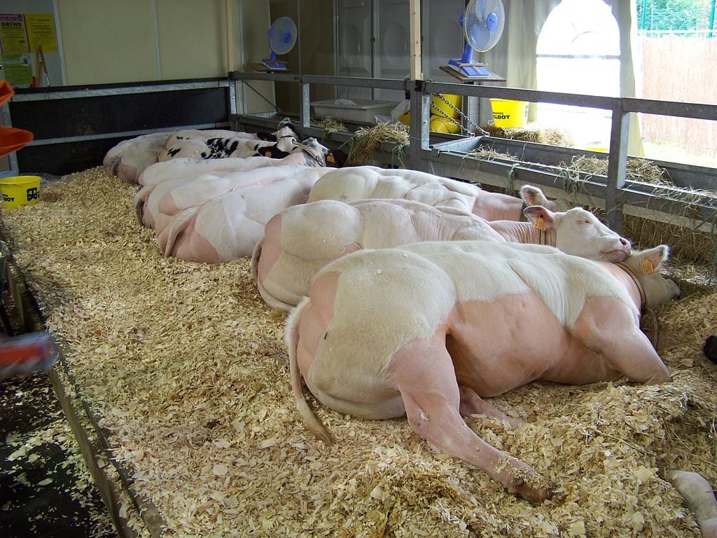 Buff Domestic Animals Who Look Like the Arnold Schwarzeneggers Of The Animal Kingdom