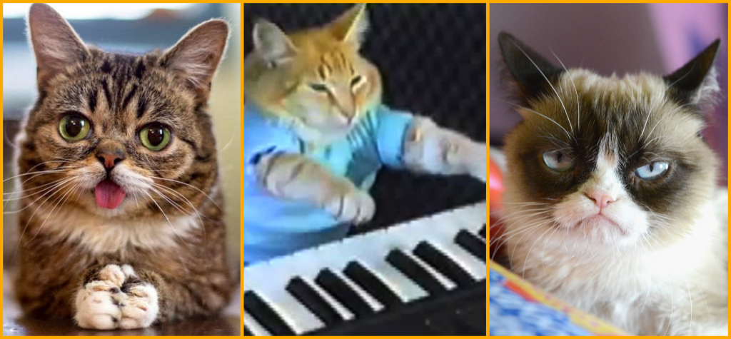 15 Most Famous Internet Cats