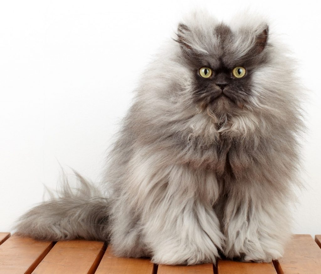 15 Most Famous Internet Cats