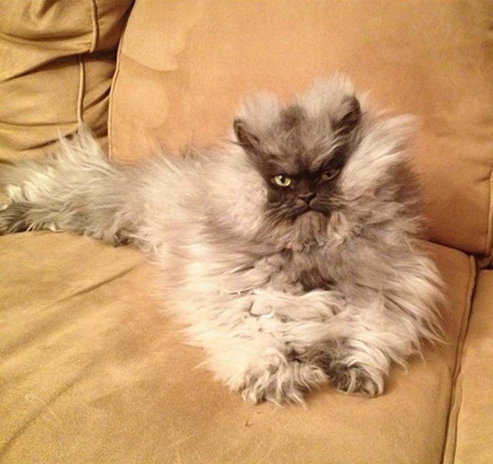 Colonel Meow 2