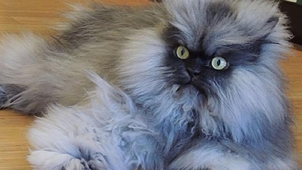 15 Most Famous Internet Cats