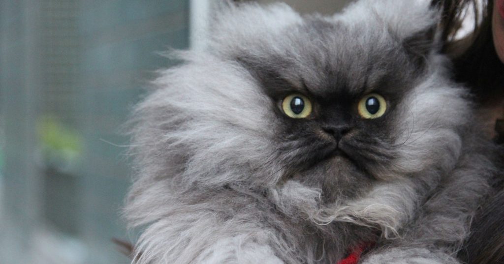 15 Most Famous Internet Cats