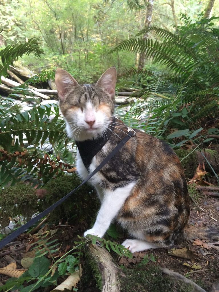 15 Most Famous Internet Cats